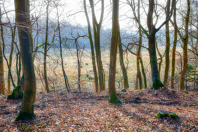 Buy stock photo A late winter photo of trees in the forest