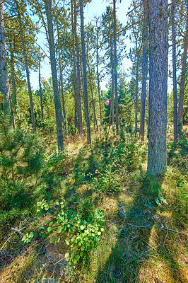 Buy stock photo Landscape view of lush, green and remote coniferous forest in environmental nature reserve. Pine, fir or cedar trees growing in quiet meadow woods in Germany. Cultivation of resin and timber plants