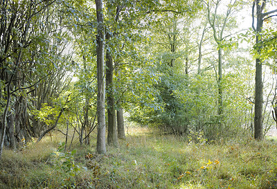 Buy stock photo Overgrown mysterious woodland with lush greenery of wild grass field and trees in peaceful nature scene. A magical forest wilderness with copy space. Magical quiet landscape to explore on adventure