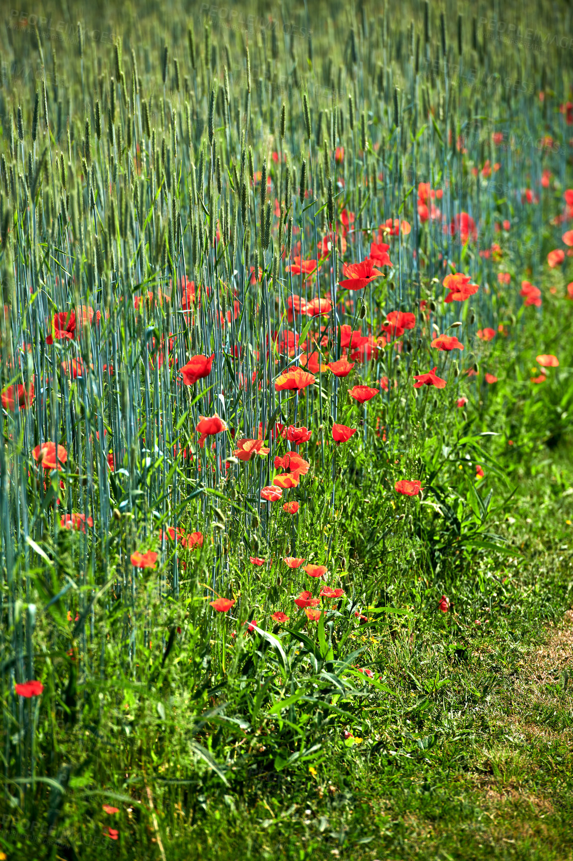 Buy stock photo A  photo of the countryside in early summer