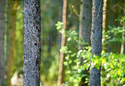 Buy stock photo Landscape view of wild fir, cedar or pine trees growing in remote countryside woods. Texture detail of green environmental nature conservation of coniferous forest wood for resin and timber export