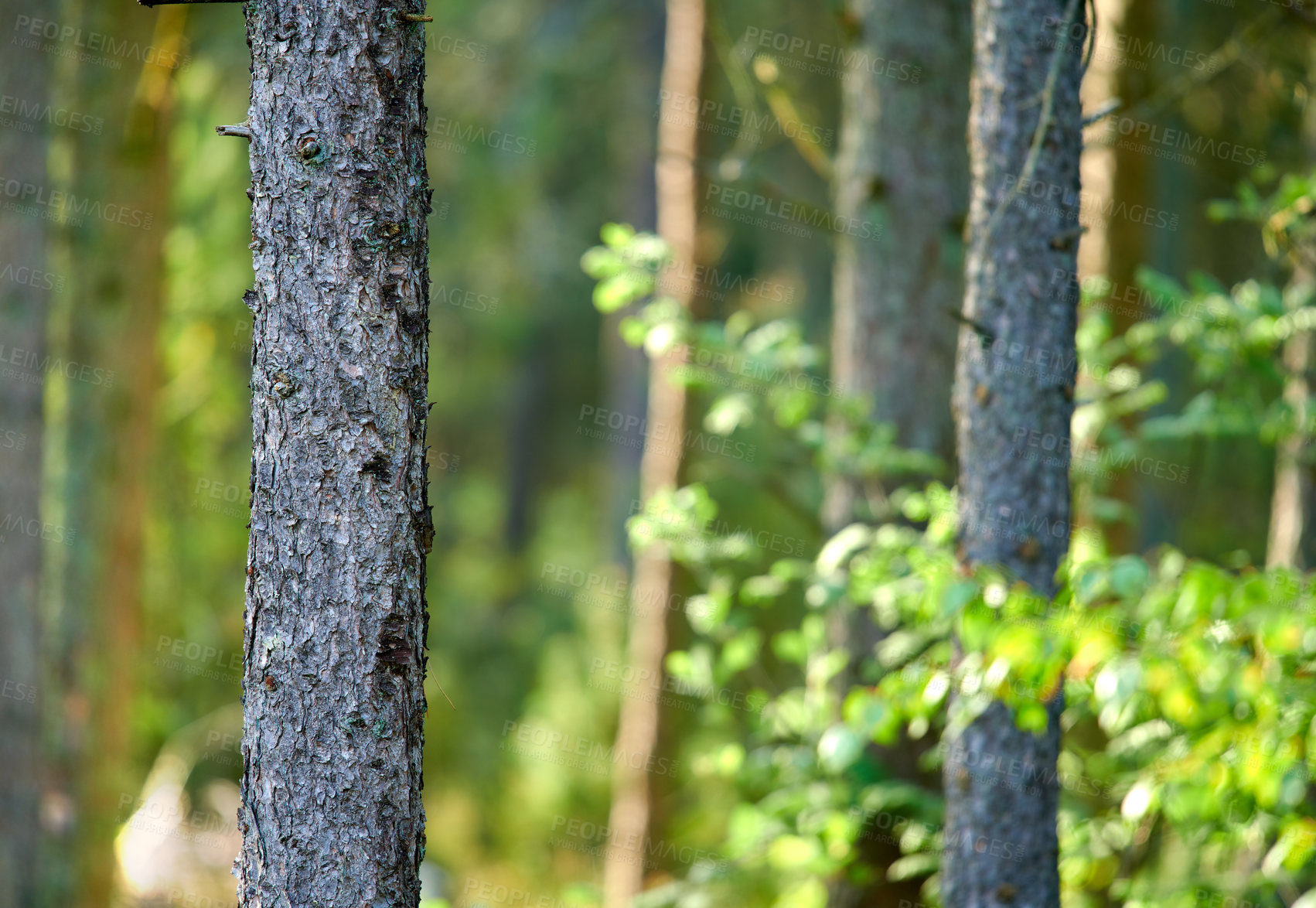 Buy stock photo Landscape view of wild fir, cedar or pine trees growing in remote countryside woods. Texture detail of green environmental nature conservation of coniferous forest wood for resin and timber export