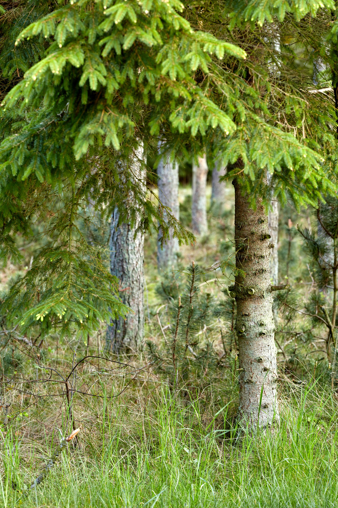 Buy stock photo Environmental nature conservation and reserve of pine trees in a remote, coniferous forest in a serene, peaceful and calm countryside. Landscape of fir, cedar plants growing in quiet woods in Norway