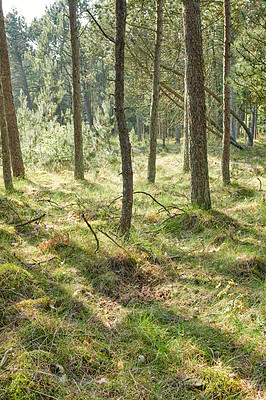 Buy stock photo Beautiful lush green forest, tall pine trees growing with nature in harmony and copy space. Tranquil summer morning with a view of a zen, quiet woods. Soothing nature with fresh air and slim branches