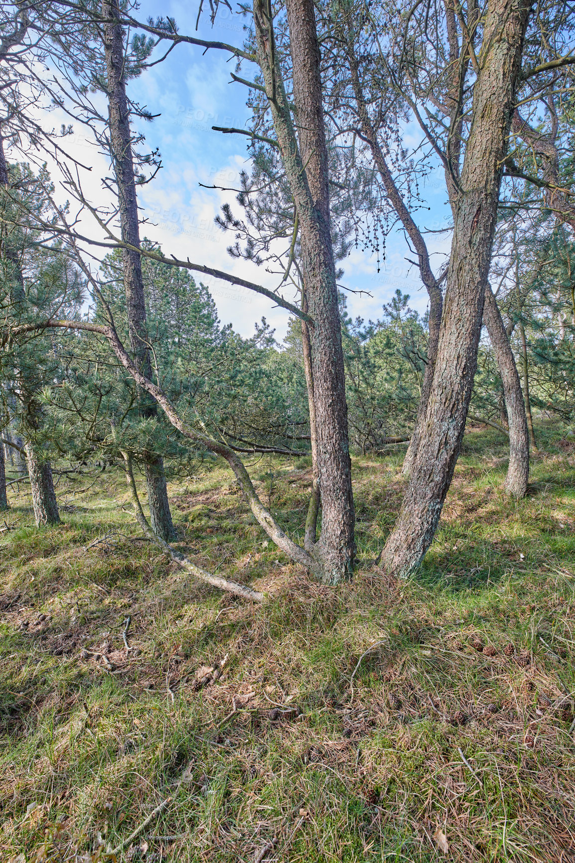 Buy stock photo Pine trees growing in a forest with dry grass against a blue sky. Landscape of tall and thin tree trunks with bare branches in nature during autumn. Uncultivated and wild shrubs growing in the woods