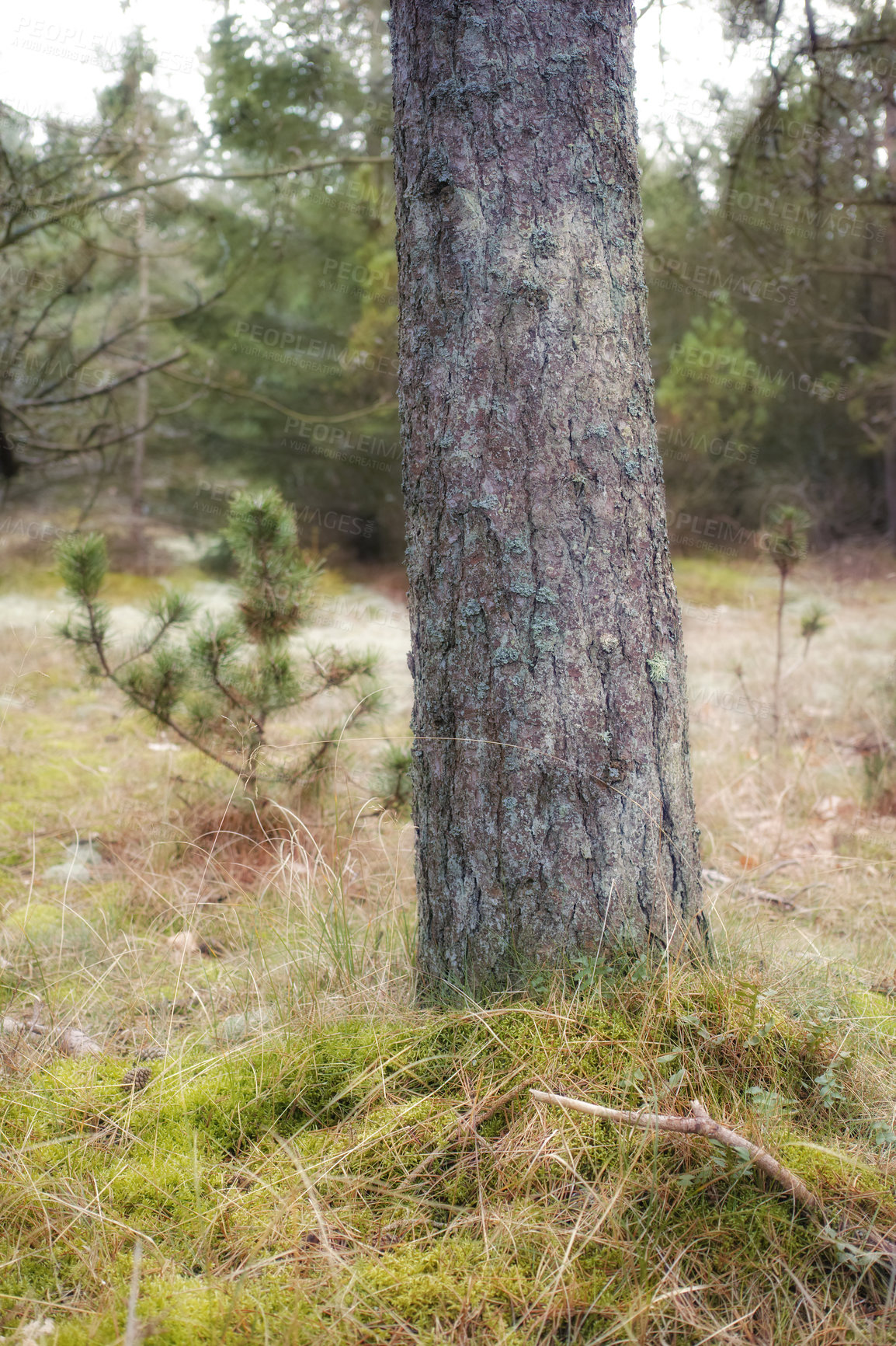 Buy stock photo Uncultivated forest wilderness in Denmark - Odde Natural Park