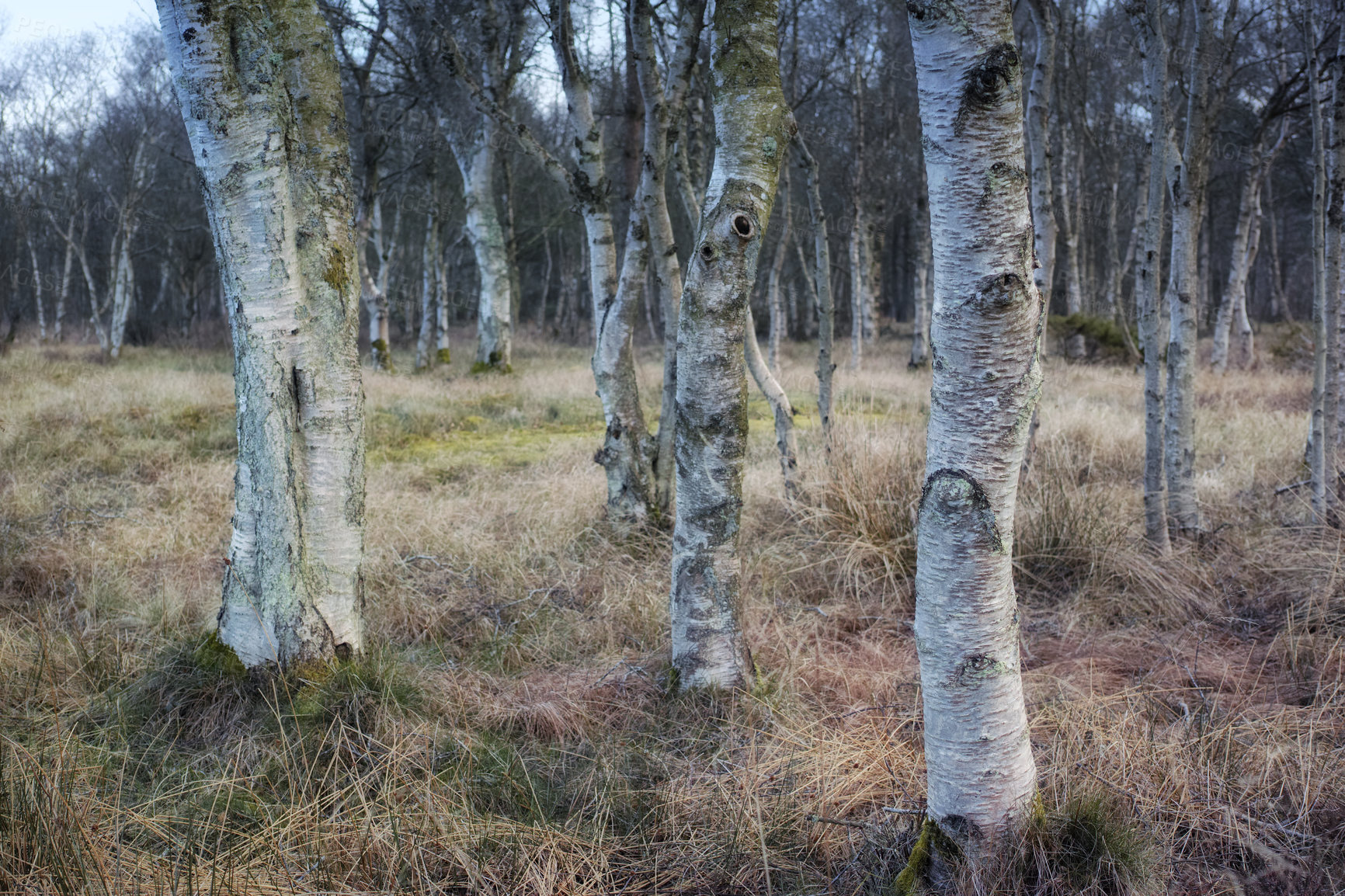 Buy stock photo Uncultivated forest wilderness in Denmark - Odde Natural Park