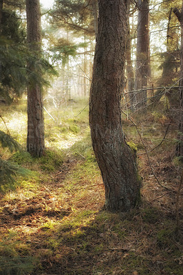 Buy stock photo Uncultivated forest wilderness in Denmark - Odde Natural Park