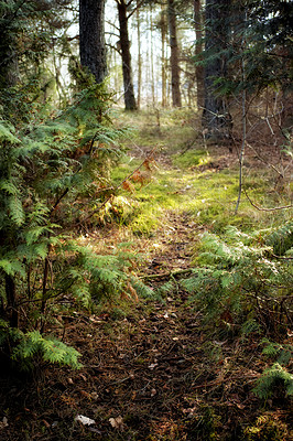 Buy stock photo Uncultivated forest wilderness in Denmark - Odde Natural Park