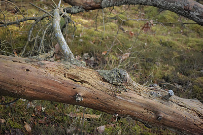 Buy stock photo Uncultivated forest wilderness in Denmark - Odde Natural Park