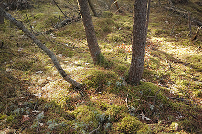 Buy stock photo Uncultivated forest wilderness in Denmark - Odde Natural Park