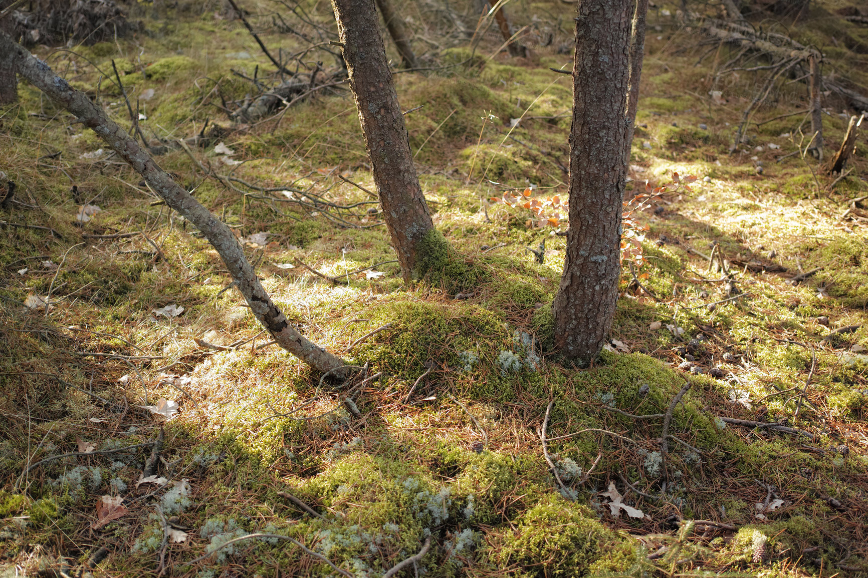 Buy stock photo Uncultivated forest wilderness in Denmark - Odde Natural Park