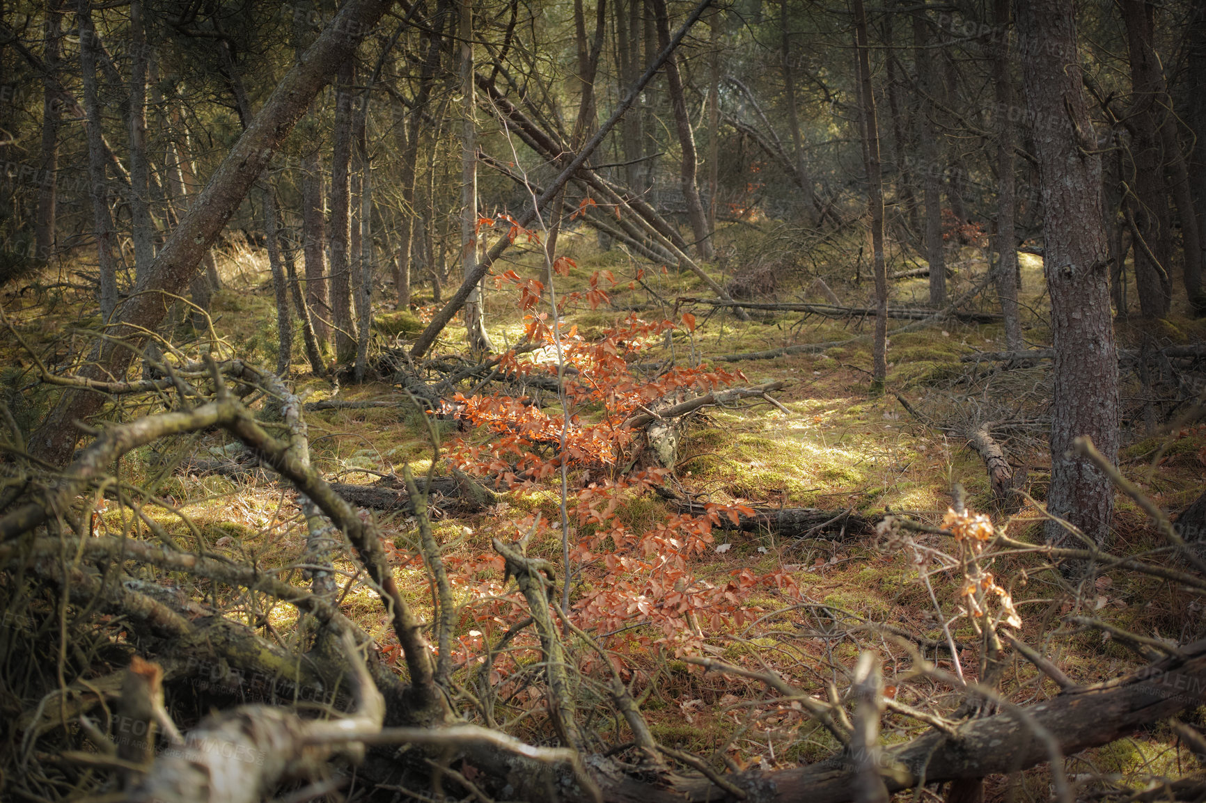 Buy stock photo Uncultivated forest wilderness in Denmark - Odde Natural Park