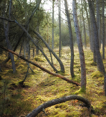 Buy stock photo Uncultivated forest wilderness in Denmark - Odde Natural Park