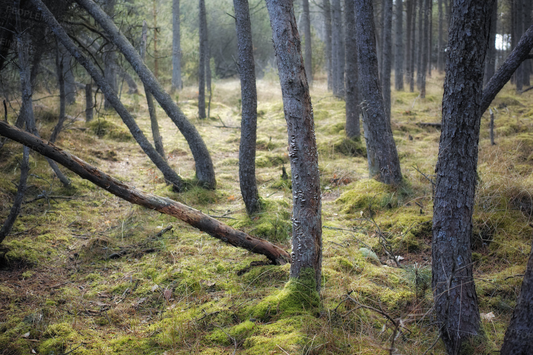 Buy stock photo Uncultivated forest wilderness in Denmark - Odde Natural Park