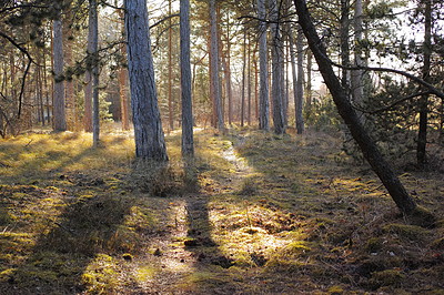 Buy stock photo Uncultivated forest wilderness in Denmark - Odde Natural Park