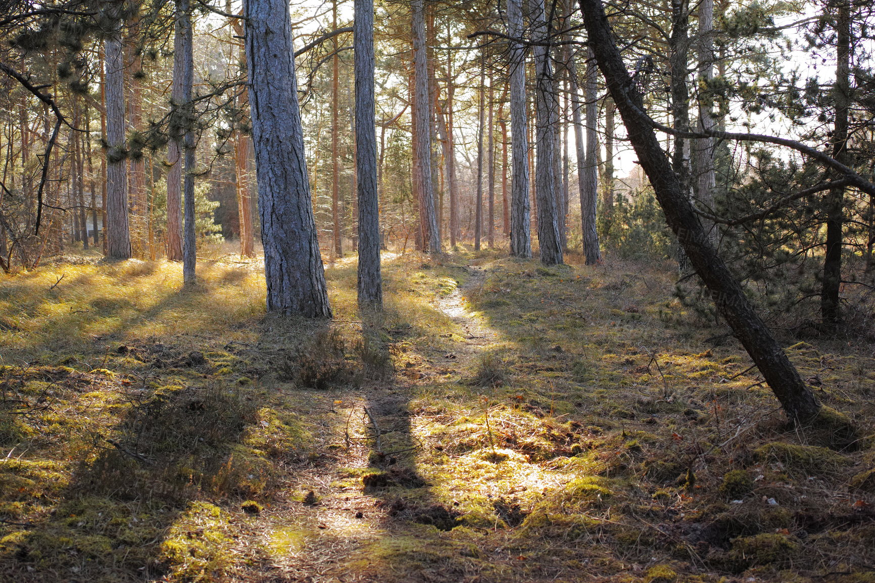 Buy stock photo Uncultivated forest wilderness in Denmark - Odde Natural Park