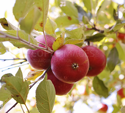 Buy stock photo Fresh apple in the garden