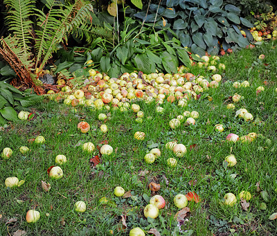 Buy stock photo Fresh apple in the garden