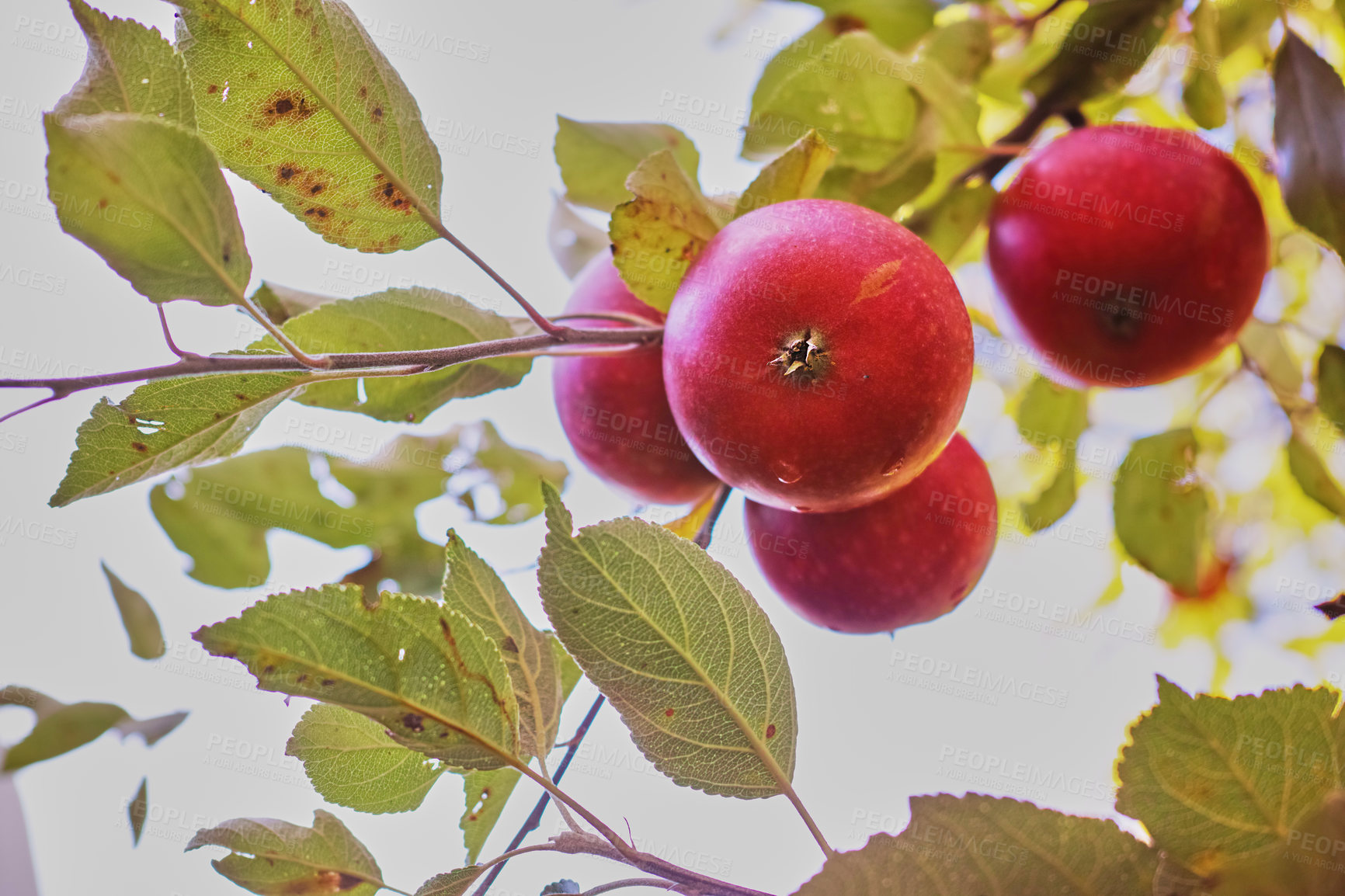 Buy stock photo Fresh apple in the garden