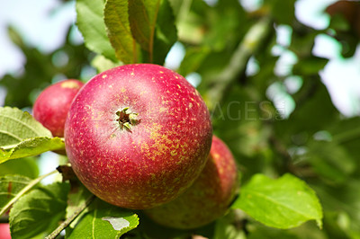 Buy stock photo Fresh apple in the garden