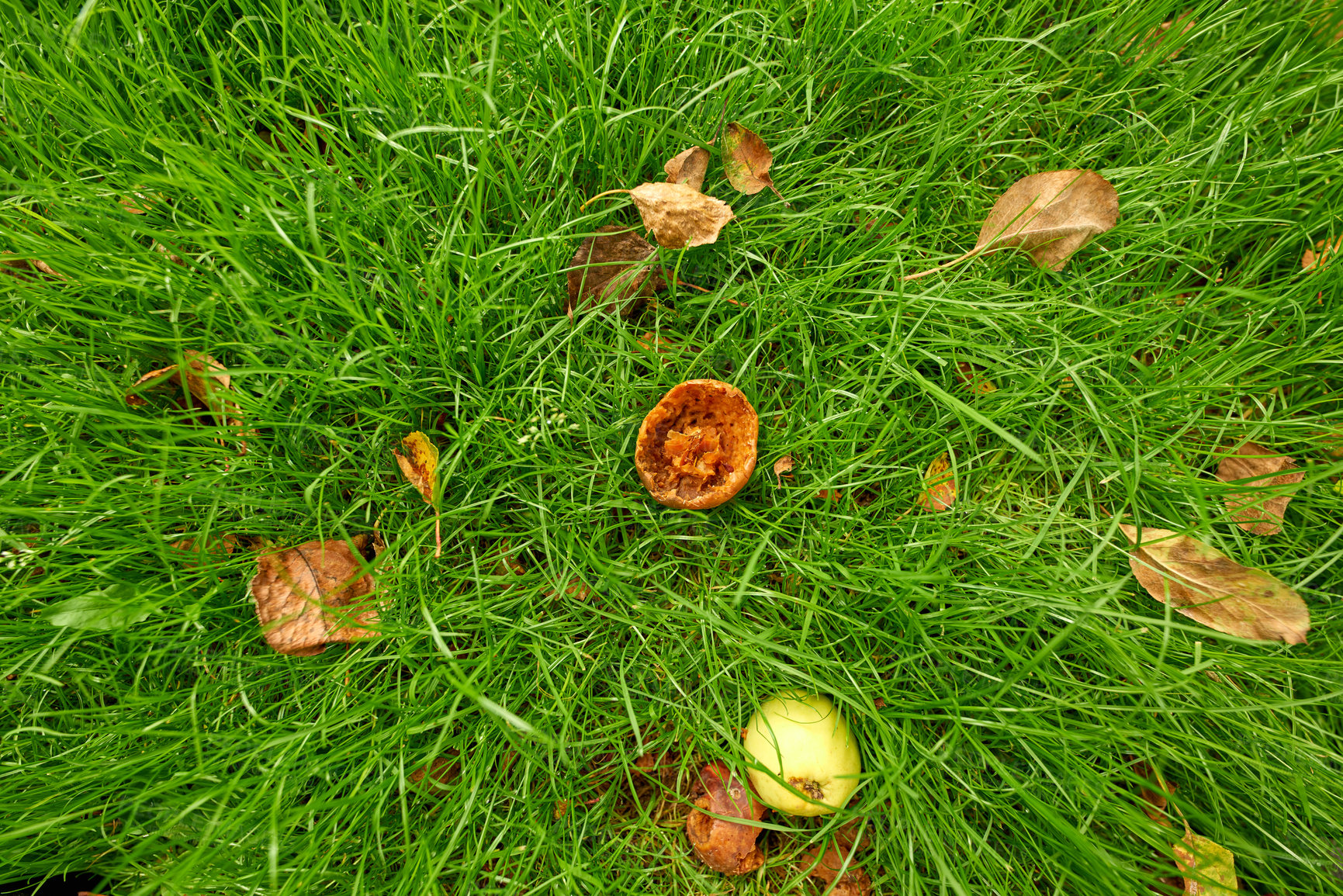 Buy stock photo Fresh apple in the garden