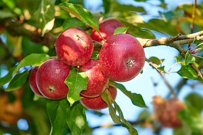 Buy stock photo Fresh apple in the garden