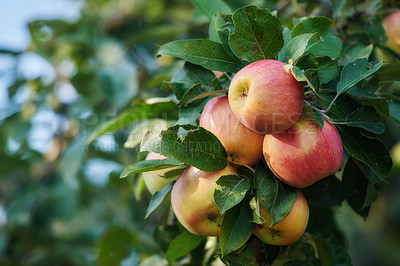 Buy stock photo Fresh apple in the garden