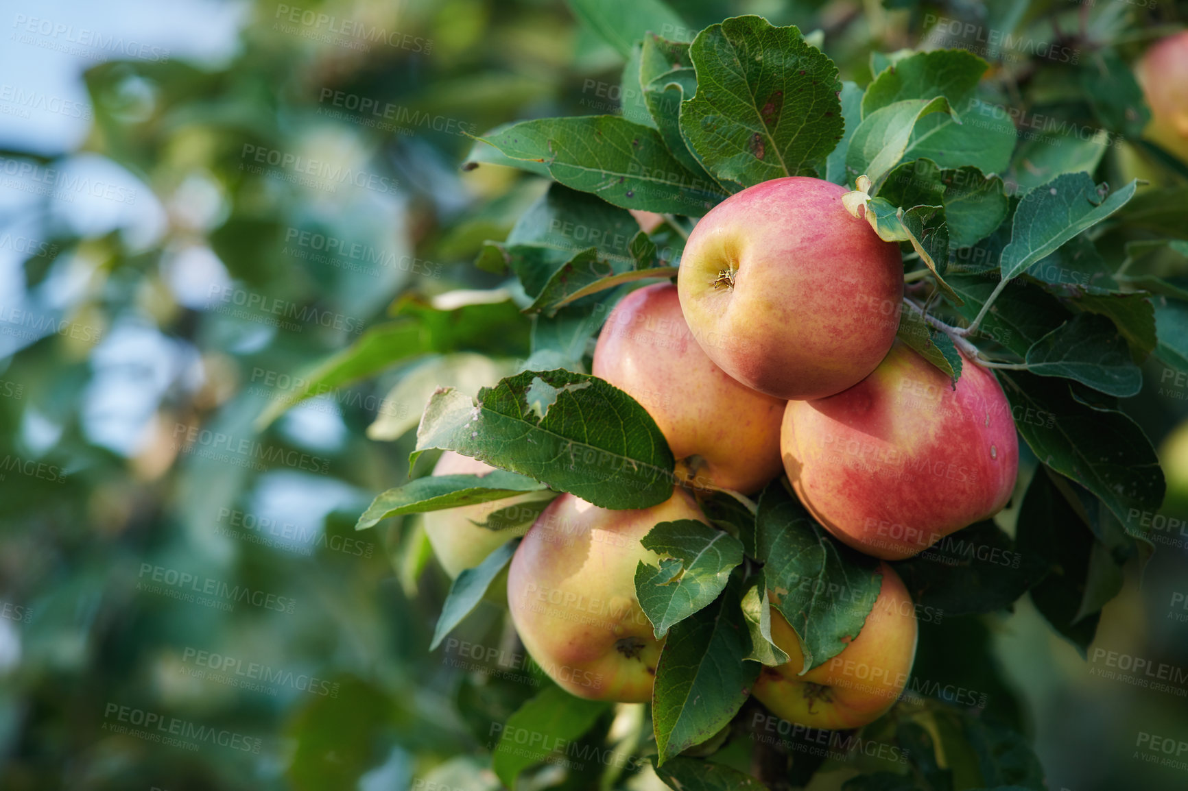 Buy stock photo Fresh apple in the garden