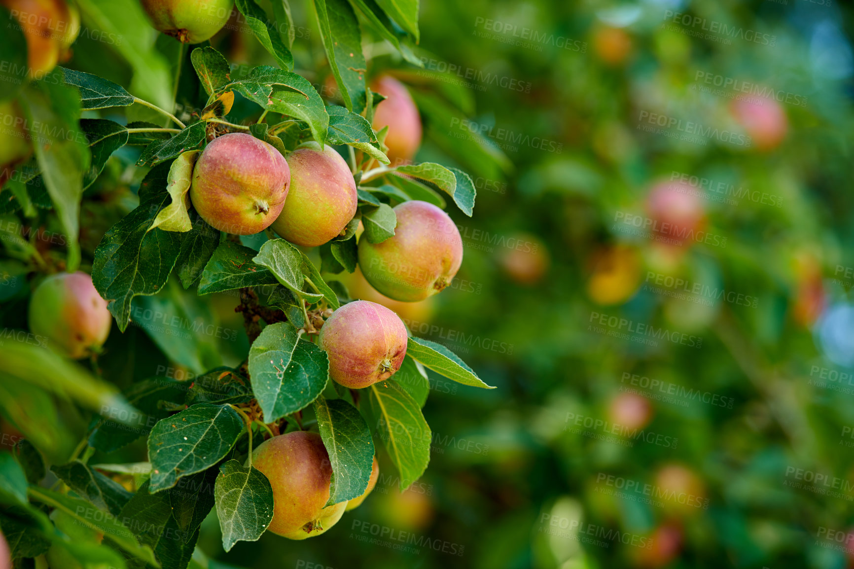 Buy stock photo Fresh apple in the garden