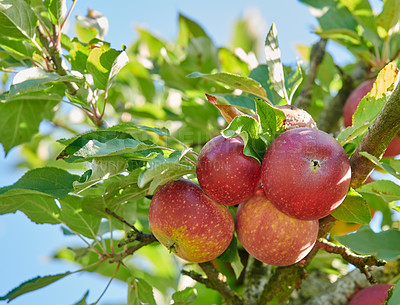 Buy stock photo Fresh apple in the garden