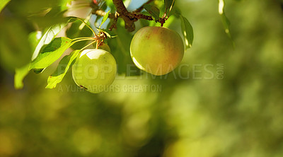 Buy stock photo Fresh apple in the garden