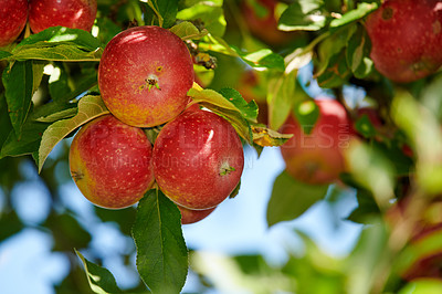 Buy stock photo Fresh apple in the garden