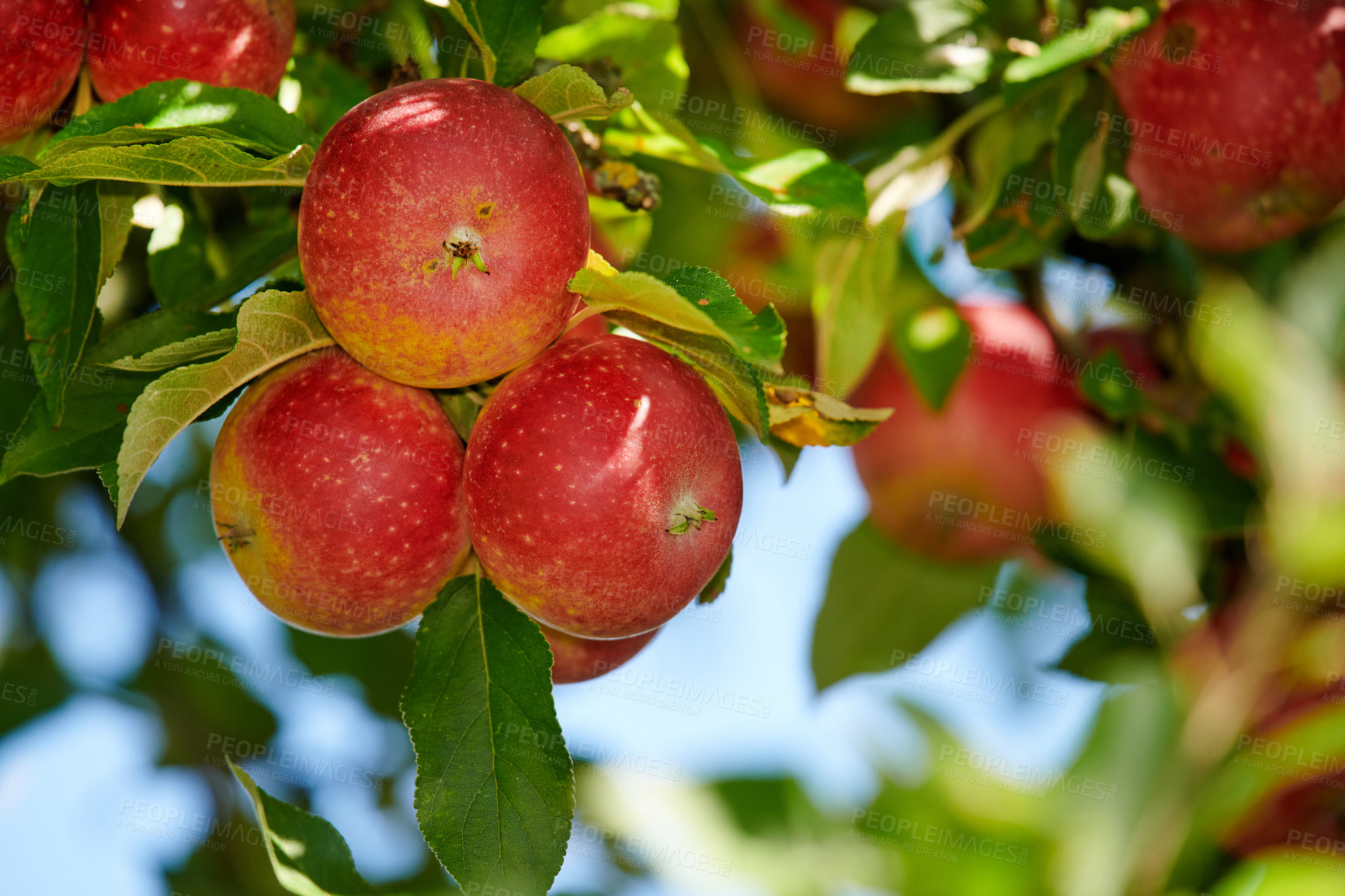 Buy stock photo Fresh apple in the garden