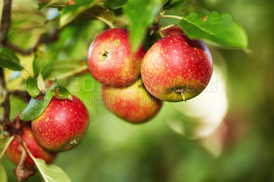 Buy stock photo Fresh apple in the garden