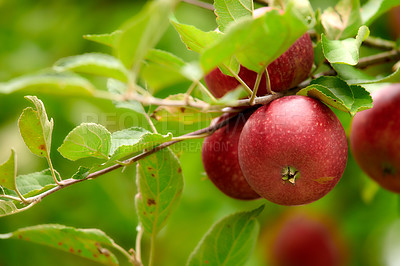 Buy stock photo Fresh apple in the garden