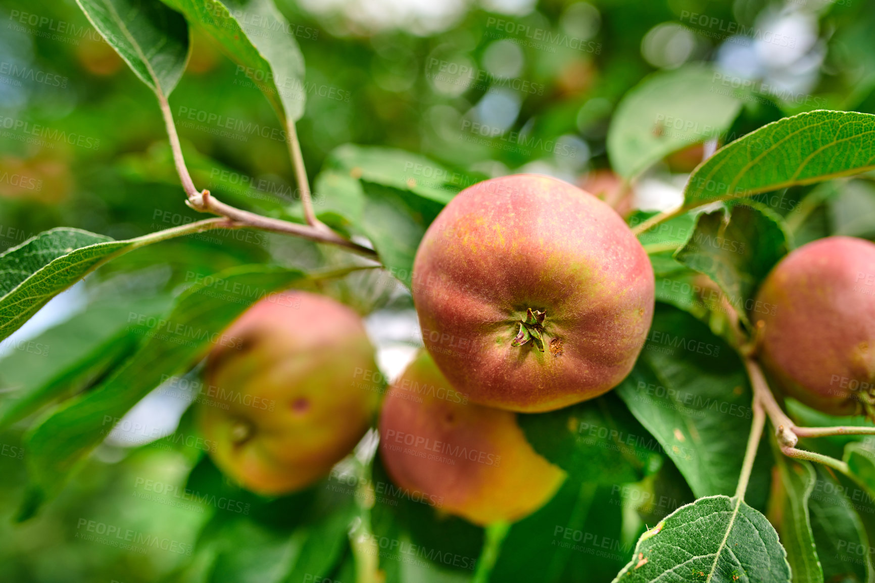 Buy stock photo Fresh apple in the garden