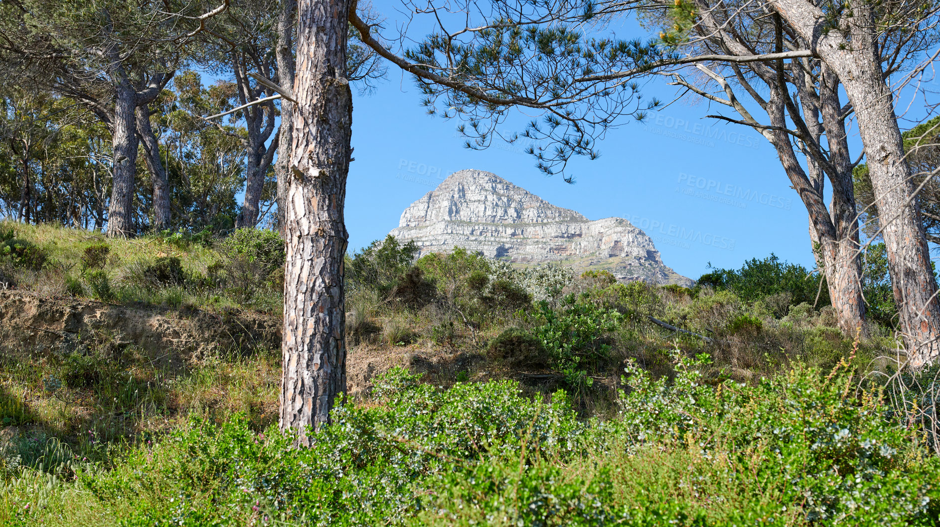 Buy stock photo Lush green pine trees and shrubs growing in a wild, remote forest near Lions Head mountain in Cape Town, South Africa. Flora and plants in a peaceful, calm and uncultivated nature reserve in summer