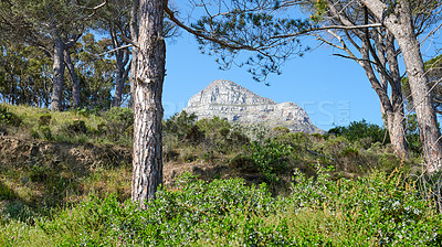 Buy stock photo Lush green pine trees and shrubs growing in a wild, remote forest near Lions Head mountain in Cape Town, South Africa. Flora and plants in a peaceful, calm and uncultivated nature reserve in summer