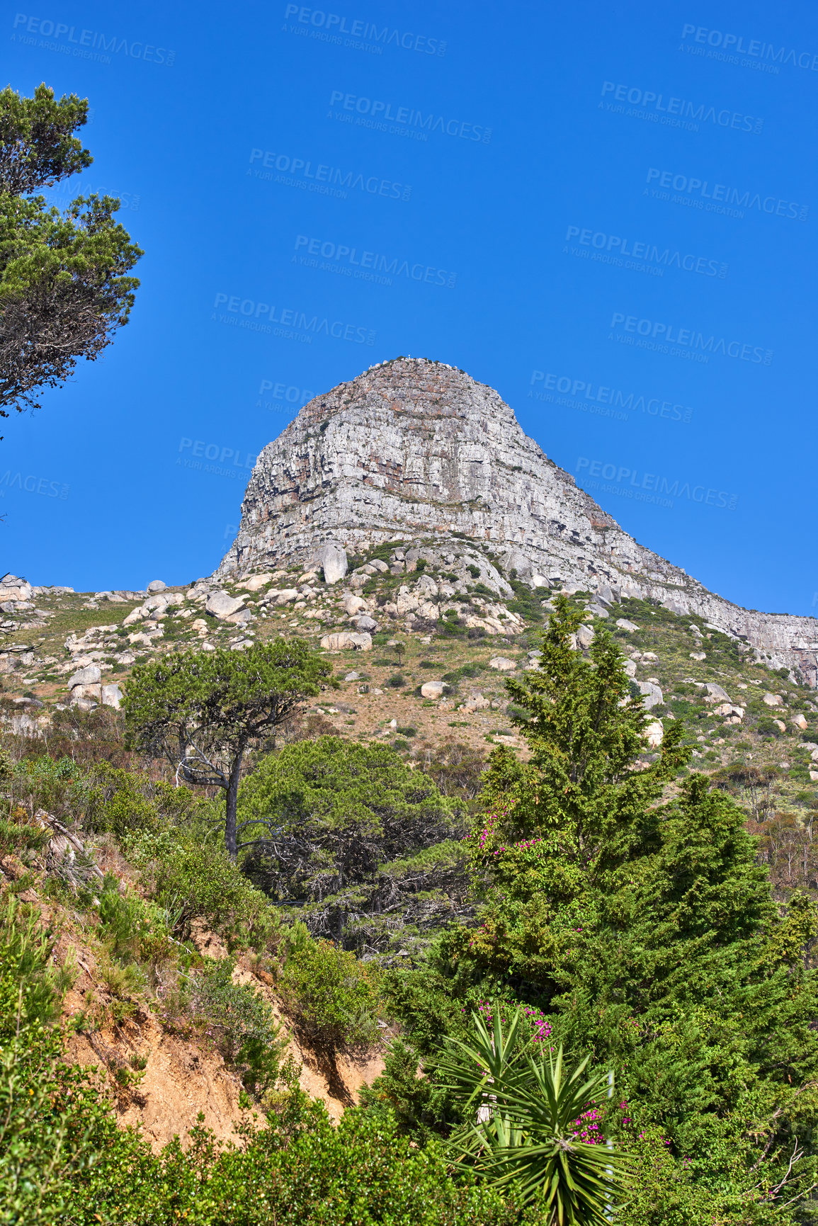 Buy stock photo A mountain on a clear day against blue sky background, flowers and Fynbos. Tranquil beauty in nature on a peaceful morning in Cape town with a view of Lions head and its vibrant lush green plants