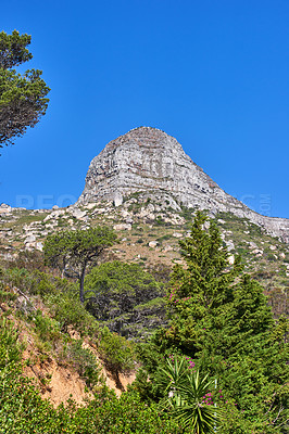 Buy stock photo A mountain on a clear day against blue sky background, flowers and Fynbos. Tranquil beauty in nature on a peaceful morning in Cape town with a view of Lions head and its vibrant lush green plants