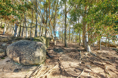 Buy stock photo Forest of Eucalyptus trees growing on rocky hill near a beach in South Africa for copy space nature scene. Empty peaceful landscape of tall white trees in cultivated woodland near Hout Bay, Cape Town