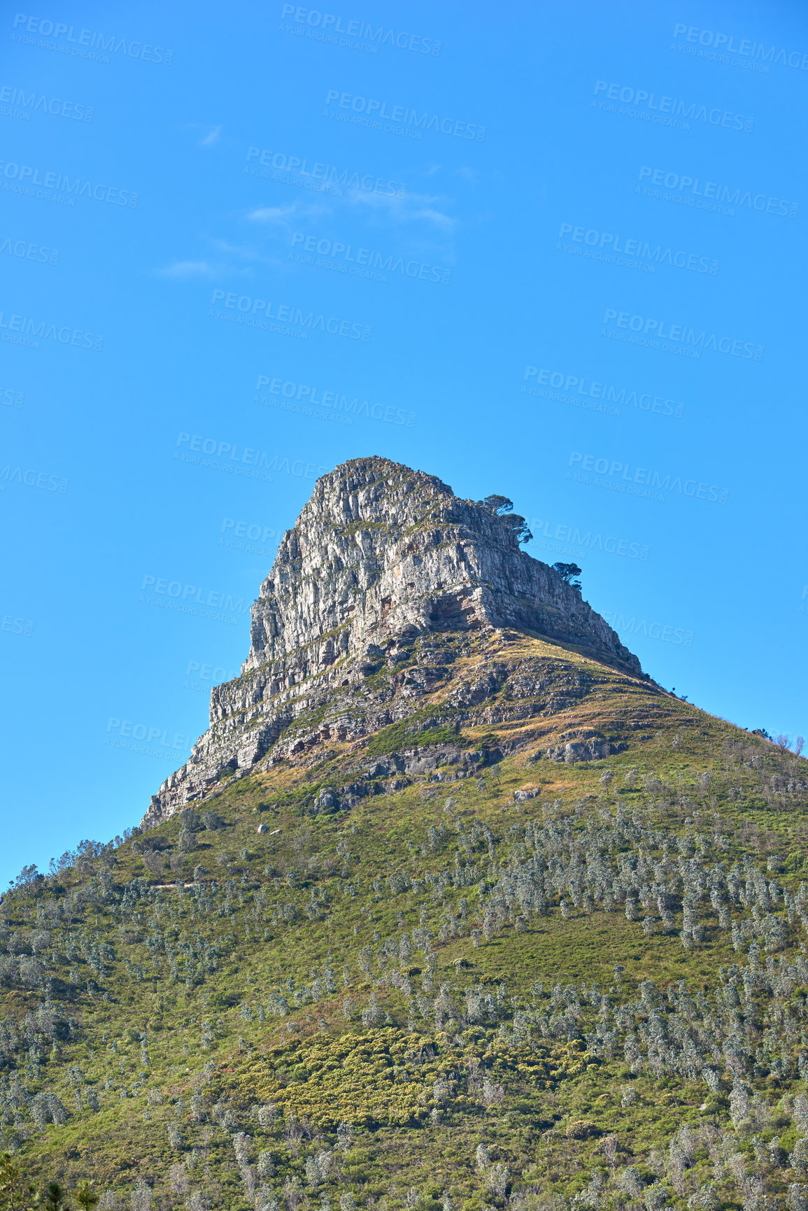 Buy stock photo Lions Head mountain on a clear day against blue sky copy space. Tranquil beauty in nature on a peaceful morning in Cape Town with a below view of a peak or summit and its vibrant lush green plant