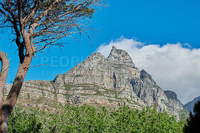 Buy stock photo Vibrant plants surrounding Table mountain in Cape town, South Africa with copyspace. Landscape of tall trees and lush green bushes growing in peaceful harmony. Calm, fresh, and soothing nature
