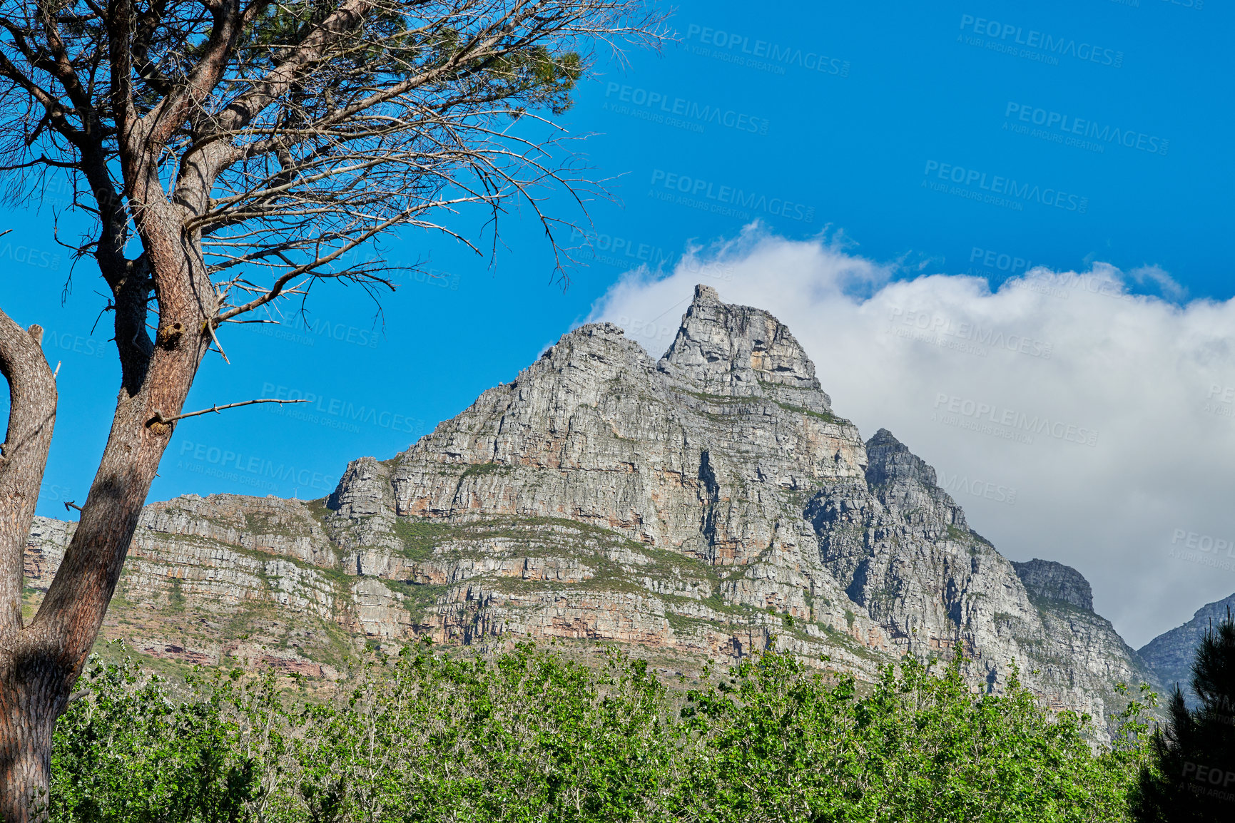 Buy stock photo Vibrant plants surrounding Table mountain in Cape town, South Africa with copyspace. Landscape of tall trees and lush green bushes growing in peaceful harmony. Calm, fresh, and soothing nature
