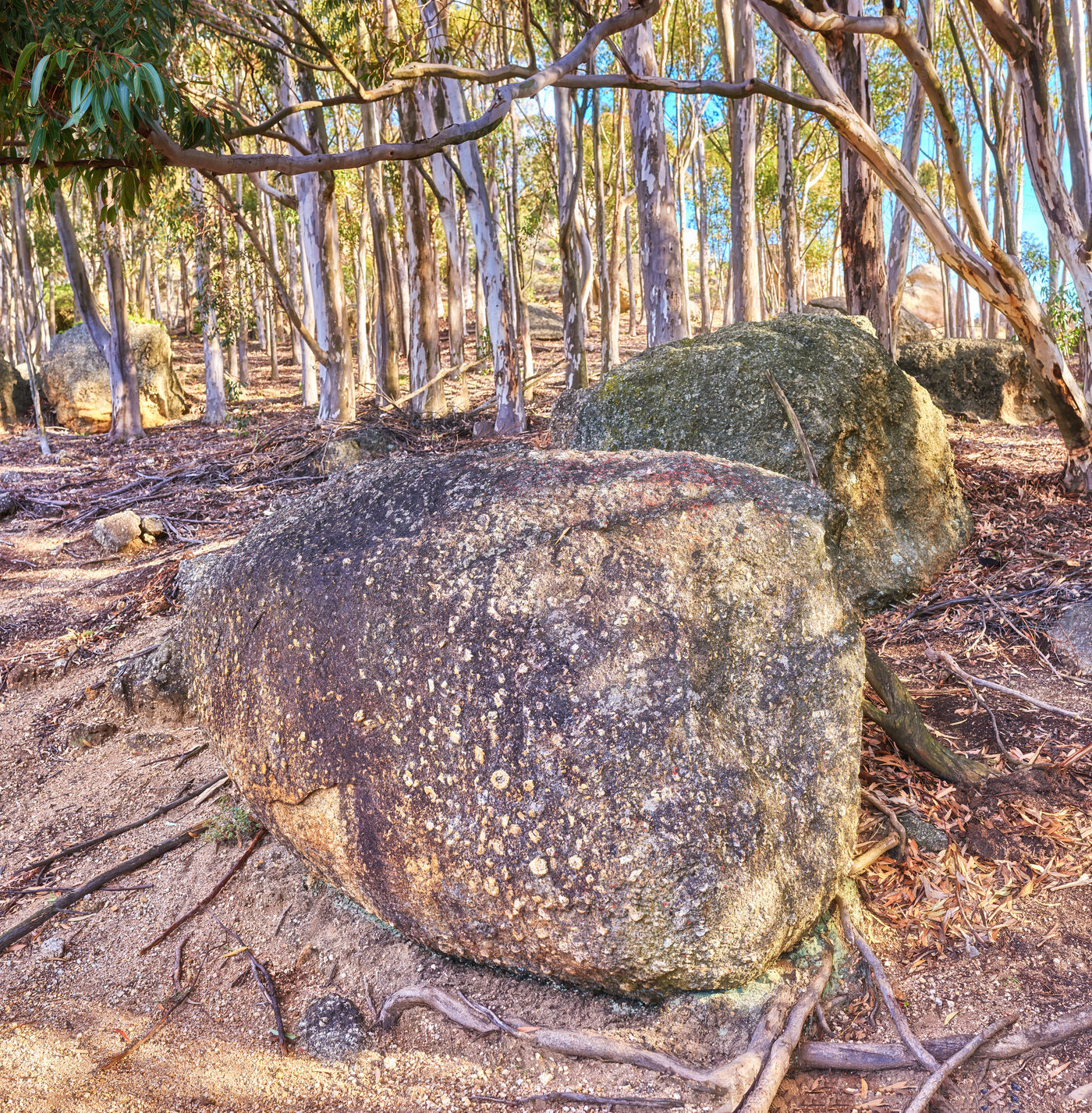 Buy stock photo Rocks and boulders in an uncultivated, rough hiking terrain on Table Mountain, Cape Town, South Africa. Tall tress and foliage growing among flora and plants in a quiet, overseas nature reserve