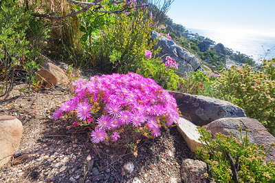 Buy stock photo Pink aster fynbos flowers growing on rocks on Table Mountain, Cape Town, South Africa. Lush green bushes and shrubs with flora and plants in peaceful, serene and uncultivated nature reserve in summer
