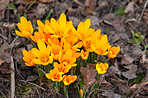 Beautiful crocus in the spring