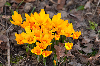 Buy stock photo Beautiful crocus in my garden in springtime