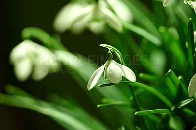 Buy stock photo Closeup of white Snowdrops against a natural background on a summers day. Zoom in on seasonal flowers growing in a field or garden. Macro details, texture and natures pattern of a flowerhead